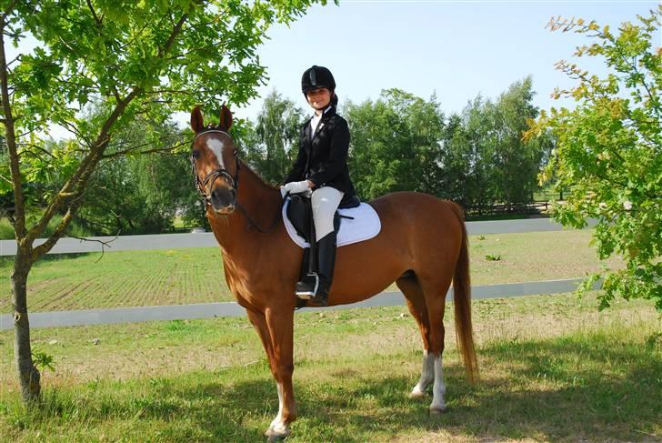Arabisk fuldblod (OX) Flicka  - 1) Velkommen til Flicka´s profil! billede 1