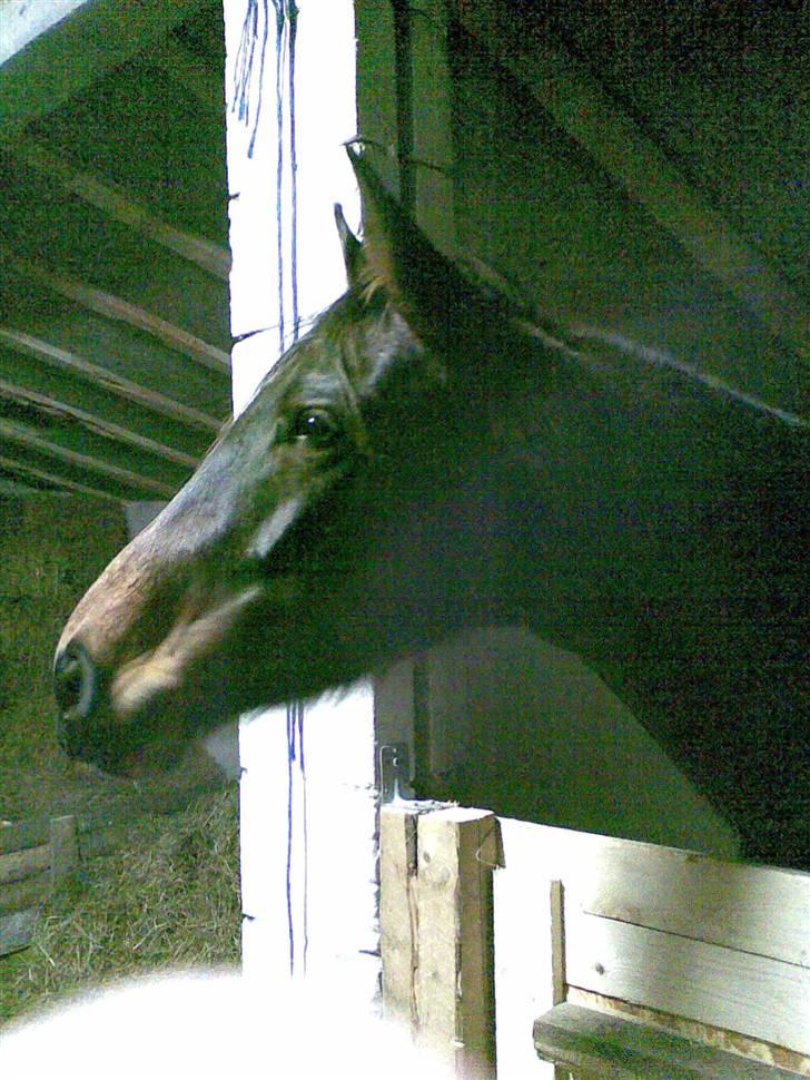 Holstener Jasmin / Solgt billede 2