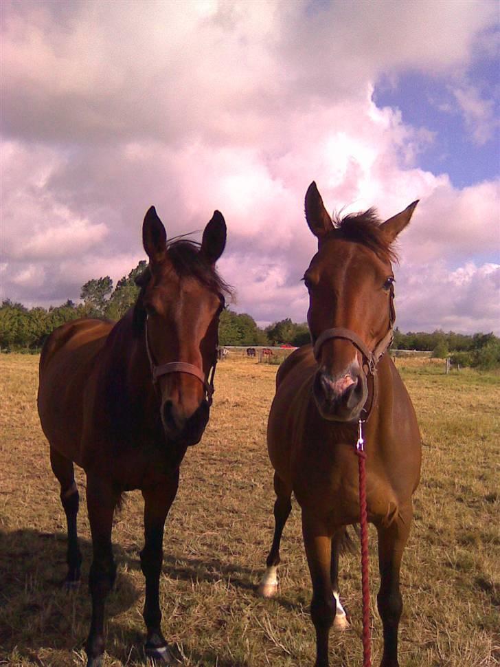 Holstener Jasmin / Solgt - Jasmin og Leika billede 5