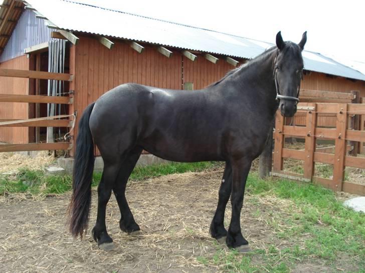 Frieser Mira of Paradise~gl halvp - fold :) billede 6