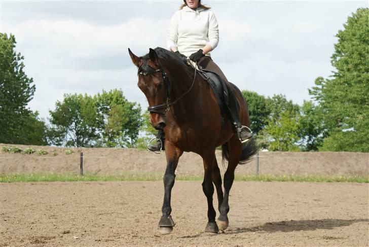 Holstener Jasmin / Solgt billede 6