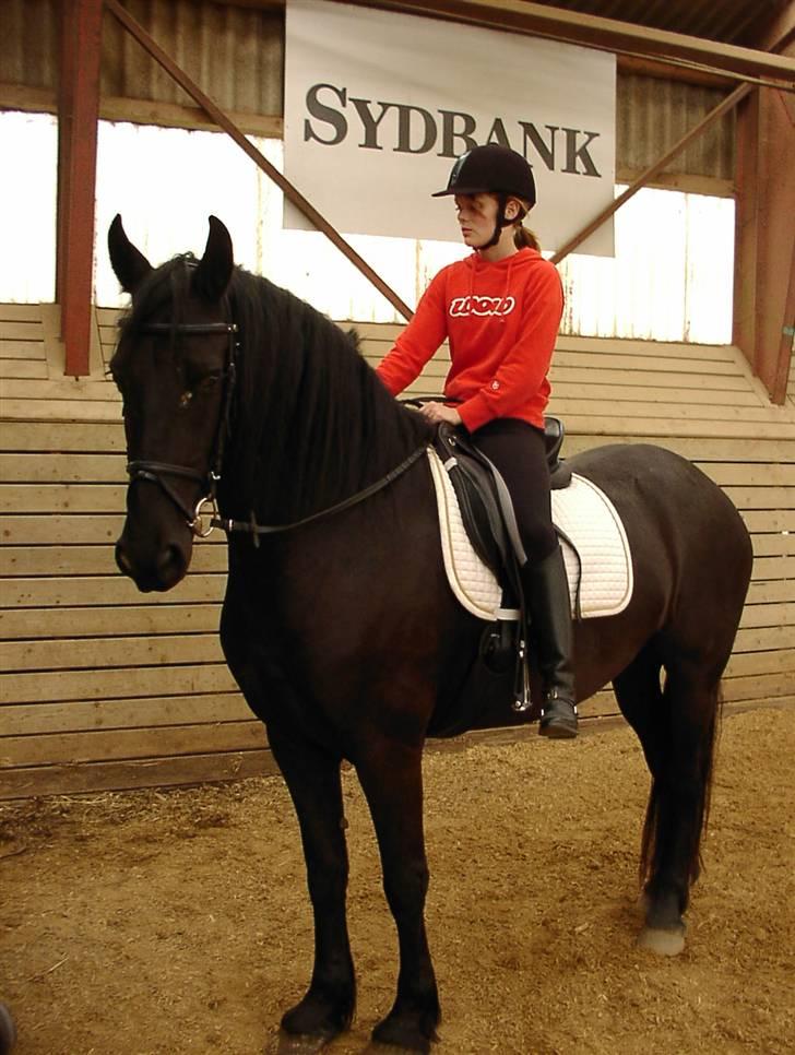 Frieser Mira of Paradise~gl halvp - ude og ride hende 2. gang :) billede 8