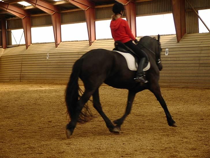 Frieser Mira of Paradise~gl halvp billede 9