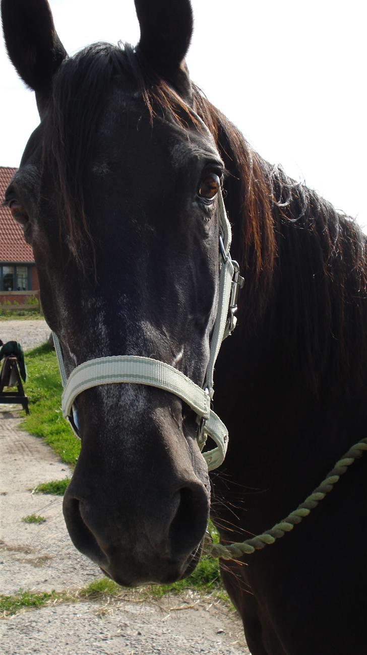 Anden særlig race Monique. Passer ikke mere - " Hej med jer"  billede 11