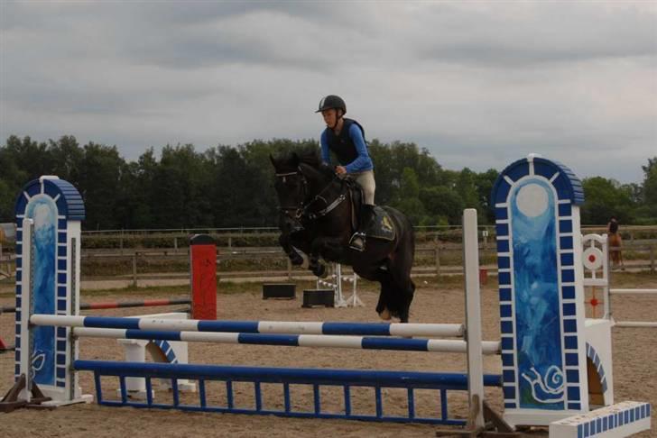 Hollandsk Sportspony Black Boy - på ridelejr. det er kun 90 cm så springe kan han :o) billede 1