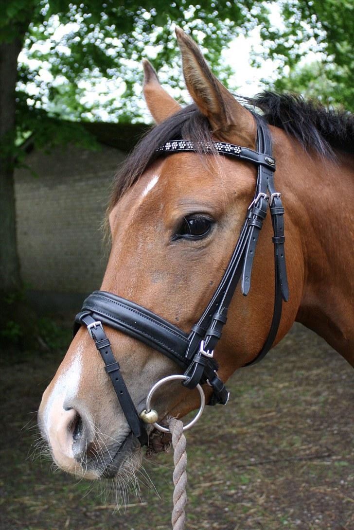 DSP Møgelholtgårds Kiss Me B-PONY - Ponyen med sit fine nye hovedetøj.. :) Synes det klæder hende ganske godt..  billede 11