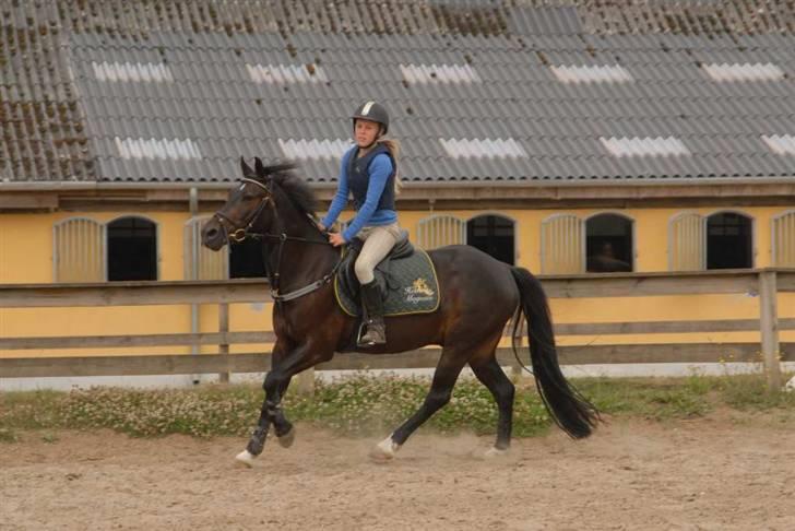 Hollandsk Sportspony Black Boy - på vej hen til springet billede 6
