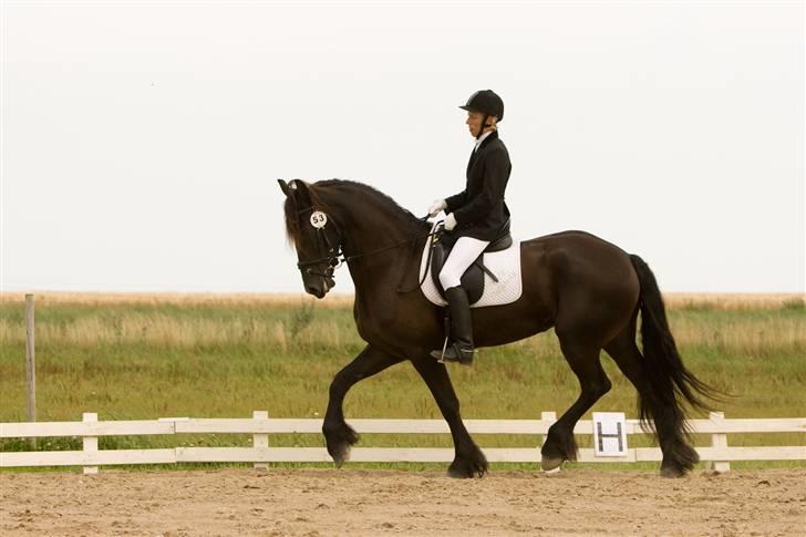 Frieser Lisa Ylke (solgt) - Lisa til friesercup  billede 1