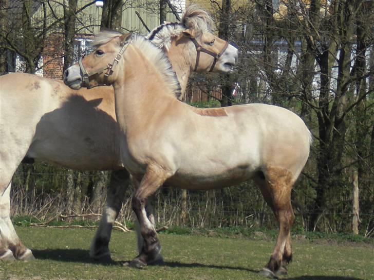 Fjordhest bøgehøj´s Cindy Babe*Himmelhest* billede 8