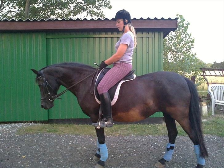 New Forest Gay Countess cantana - efter træning super fint billede 6