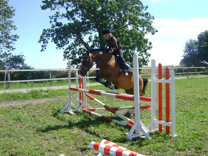 DSP Milan *min med søs* - milan spring der hjemme (hans hjem).  foto anée  billede 3