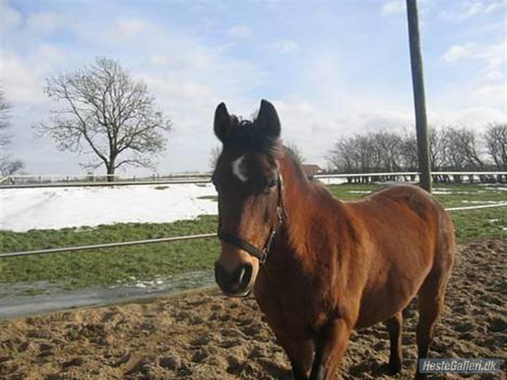 DSP Milan *min med søs* - Vinter 2006. billede 9