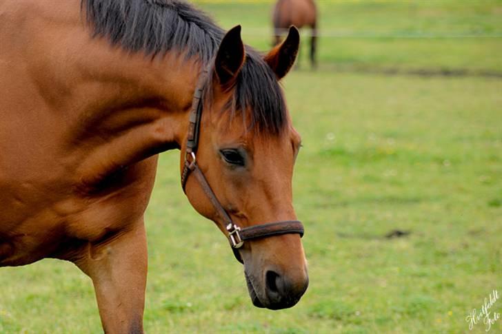 Dansk Varmblod Fjeldgårds wingo(aflivet) billede 2