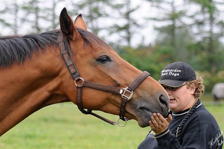Dansk Varmblod Fjeldgårds wingo(aflivet) billede 3