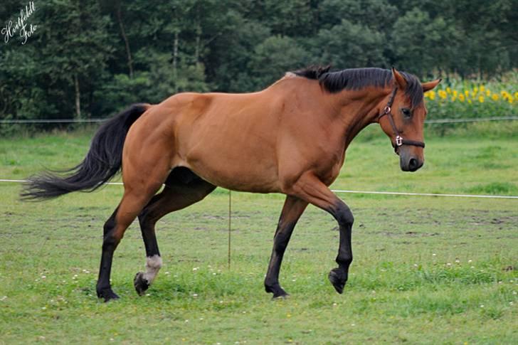 Dansk Varmblod Fjeldgårds wingo(aflivet) billede 4