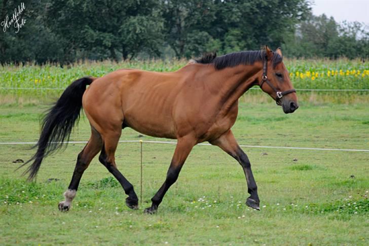Dansk Varmblod Fjeldgårds wingo(aflivet) billede 5