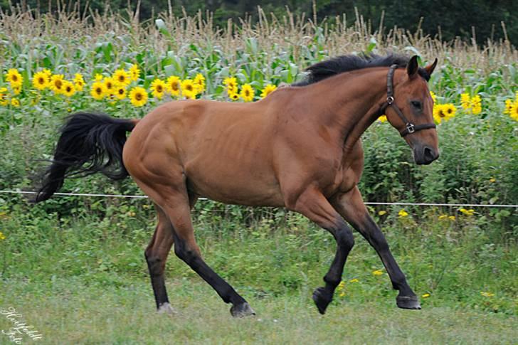 Dansk Varmblod Fjeldgårds wingo(aflivet) billede 6