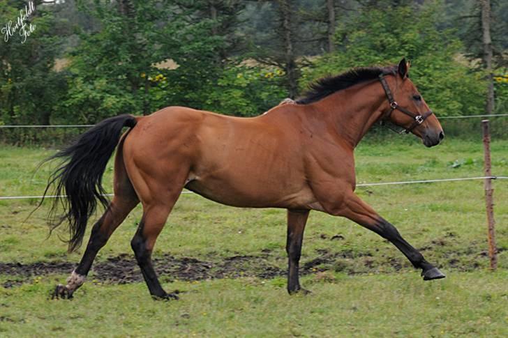 Dansk Varmblod Fjeldgårds wingo(aflivet) billede 7