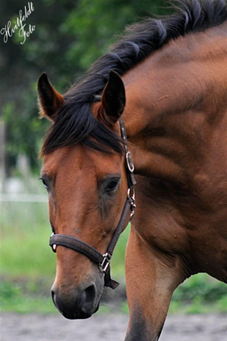 Dansk Varmblod Fjeldgårds wingo(aflivet) billede 8