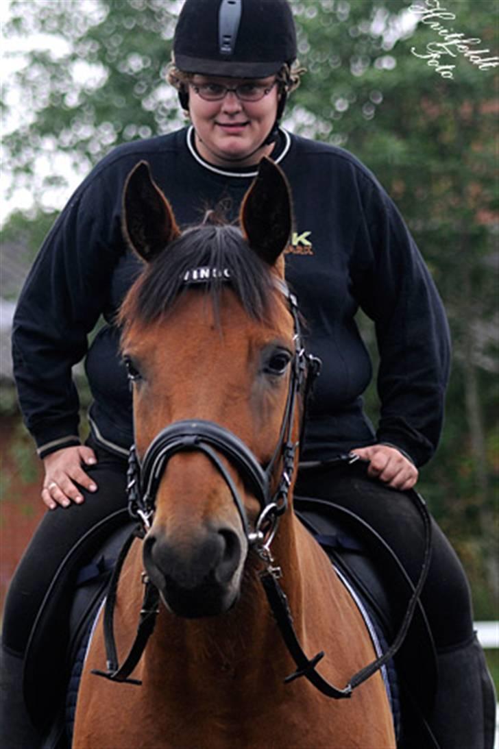 Dansk Varmblod Fjeldgårds wingo(aflivet) billede 9