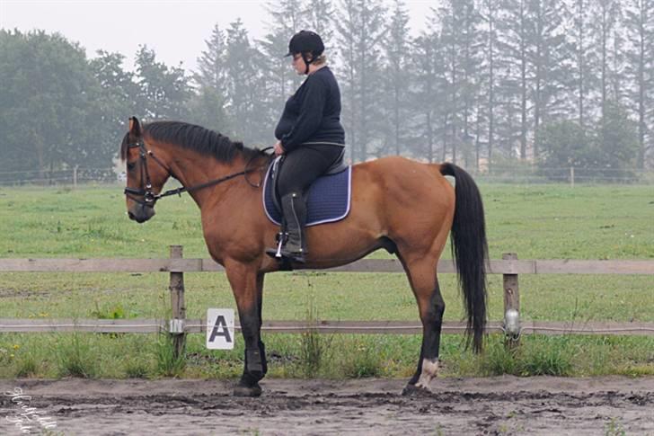 Dansk Varmblod Fjeldgårds wingo(aflivet) billede 10