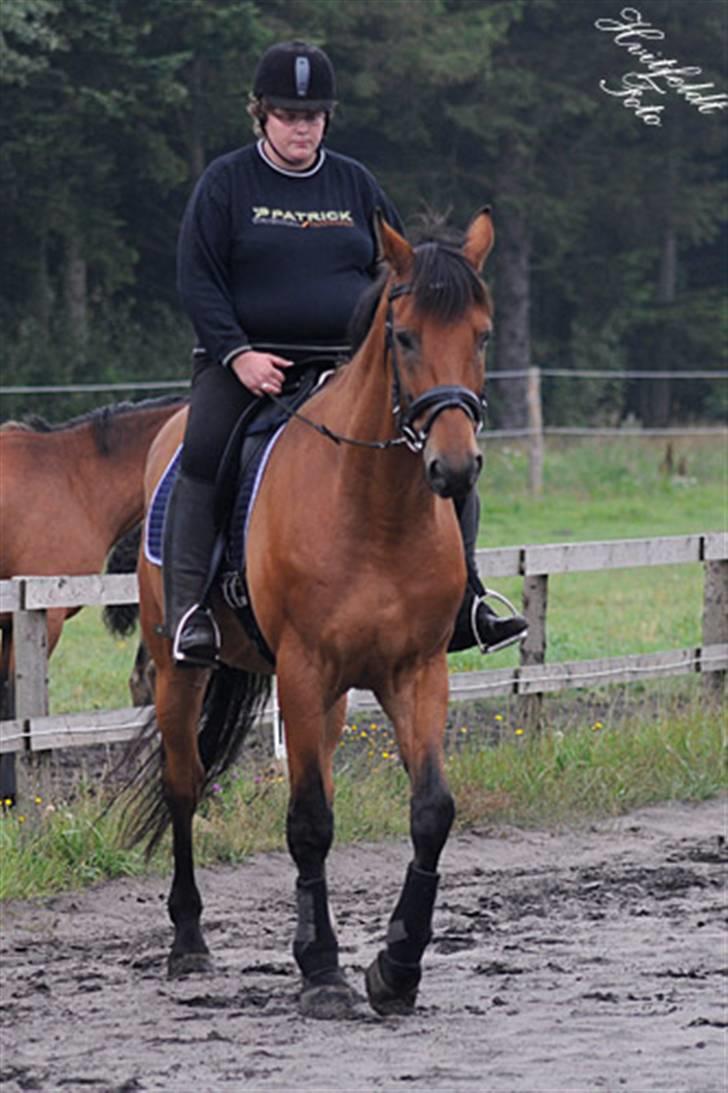 Dansk Varmblod Fjeldgårds wingo(aflivet) billede 11