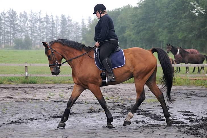 Dansk Varmblod Fjeldgårds wingo(aflivet) billede 12