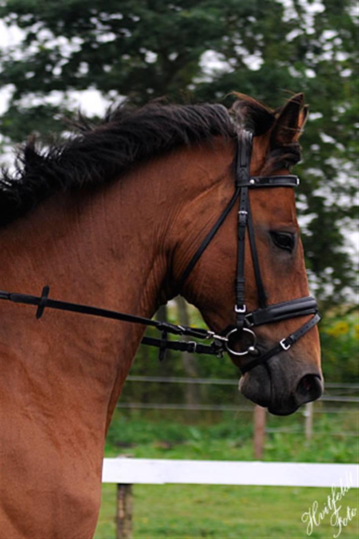 Dansk Varmblod Fjeldgårds wingo(aflivet) billede 13