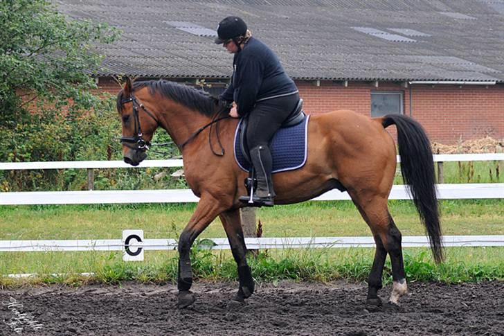 Dansk Varmblod Fjeldgårds wingo(aflivet) billede 14