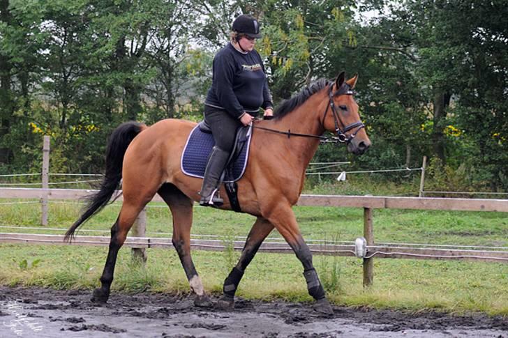 Dansk Varmblod Fjeldgårds wingo(aflivet) billede 15