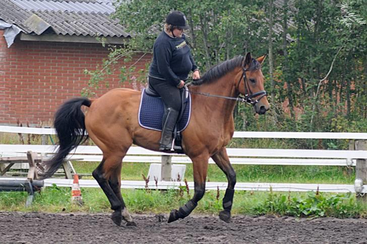 Dansk Varmblod Fjeldgårds wingo(aflivet) billede 16