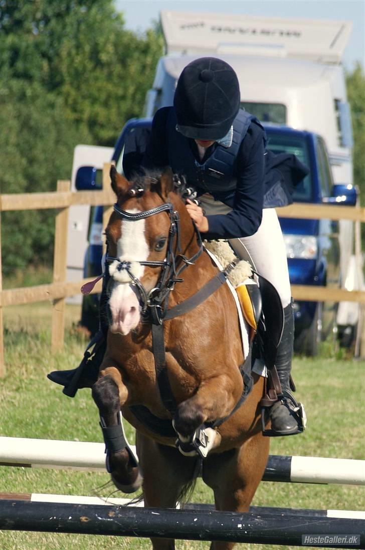 Welsh Pony (sec B) Fokus | B-pony | SOLGT! - LB 2 plads, fik 1 plads på smokey i samme klasse :) billede 20