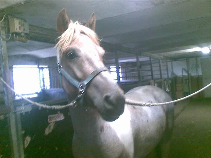 Anden særlig race Zilwester - Solgt - R.I.P - <3 billede 7