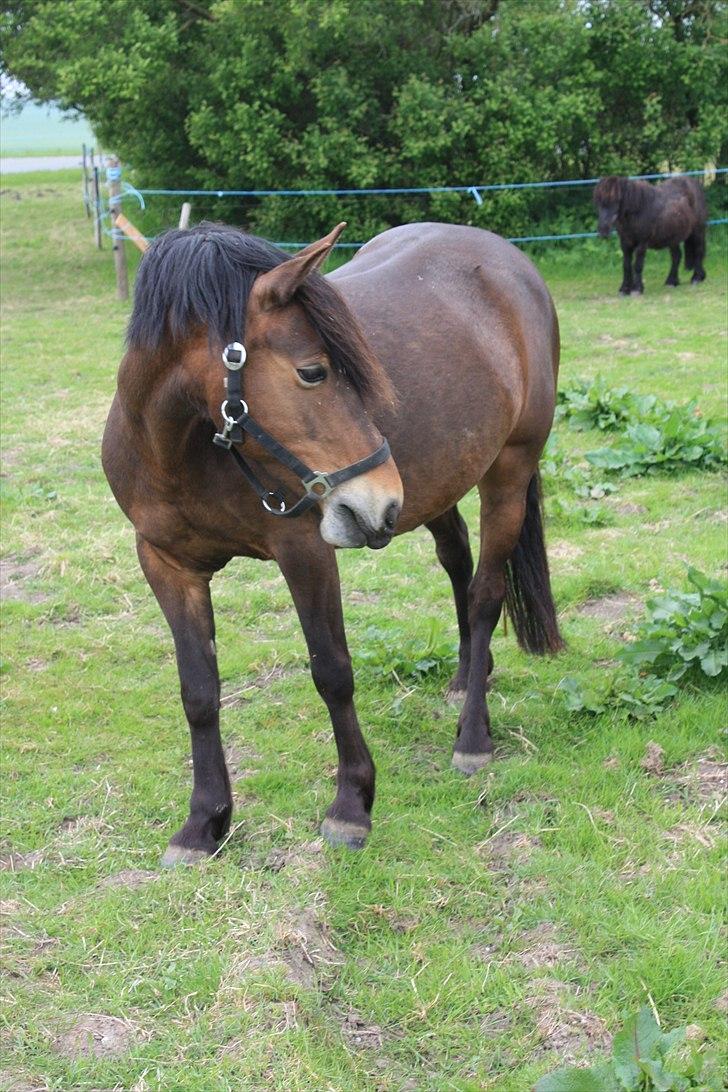 Hollandsk Sportspony | Selena - Selena ved nye ejer (D. 22 Maj 2011) billede 10