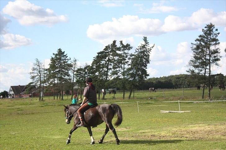 Hollandsk Sportspony | Selena - Ridning i sep. månede 2010. Synes hun går helt vild flot her ;o) billede 11