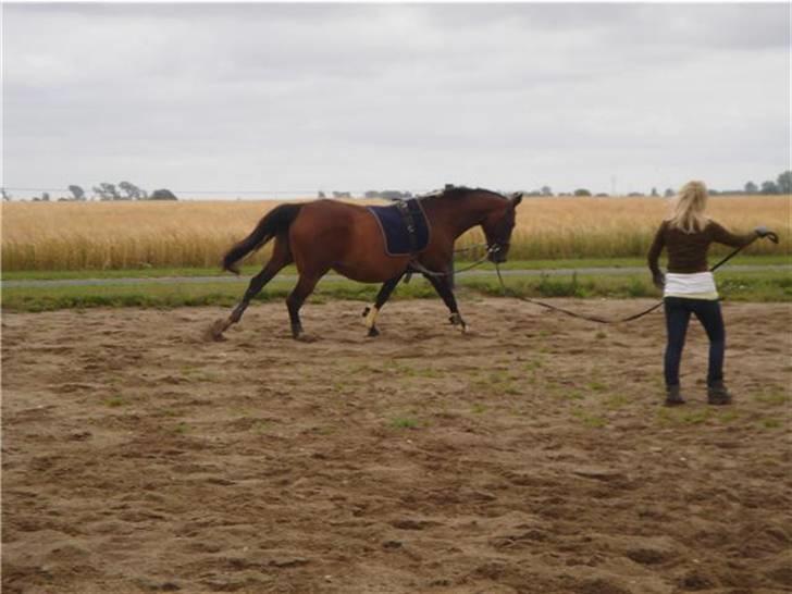 Dansk Varmblod Lobell -Solgt til Camilla - Bell i longe under hendes genoptræning d. 7 august. 2 måneder efter fødslen, derfor den lidt store mave;-) billede 2
