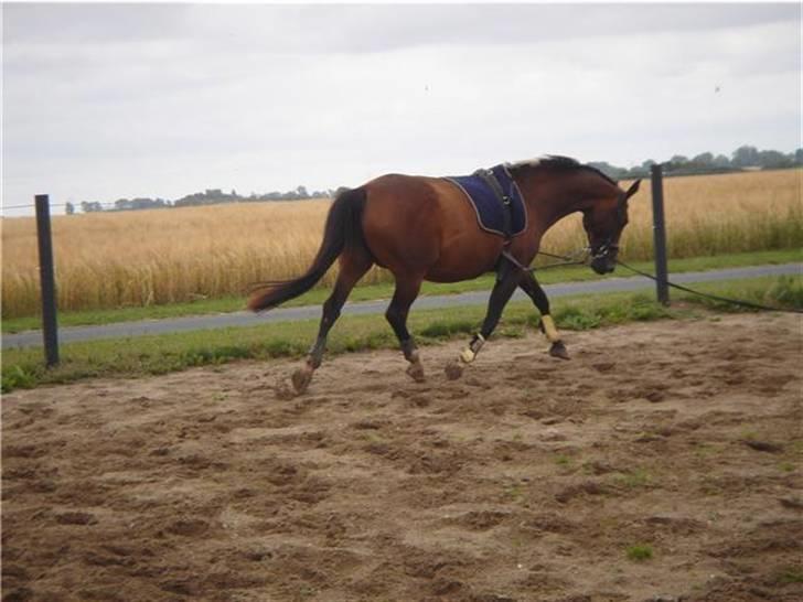 Dansk Varmblod Lobell -Solgt til Camilla - Bell i longe under hendes genoptræning d. 7 august. 2 måneder efter fødslen, derfor den lidt store mave;-) billede 3