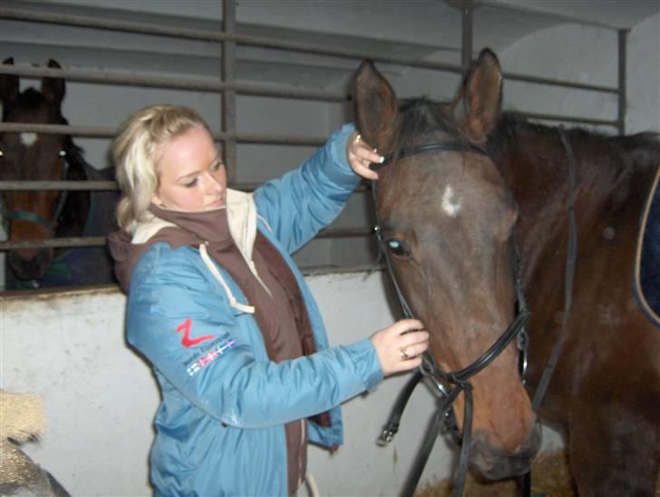 Dansk Varmblod Lobell -Solgt til Camilla billede 9