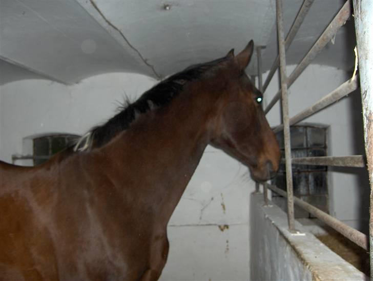 Dansk Varmblod Lobell -Solgt til Camilla billede 13