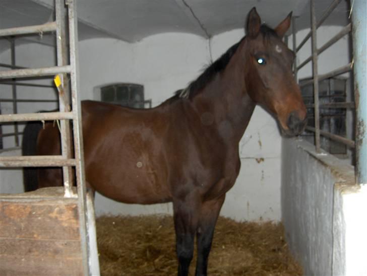 Dansk Varmblod Lobell -Solgt til Camilla billede 14