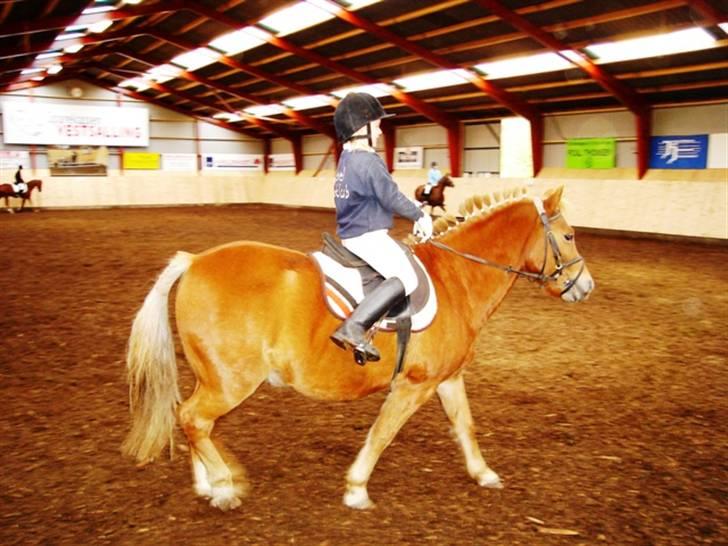 Anden særlig race blis¤slogt¤ - føst gang ridehalle bliver brung  billede 10