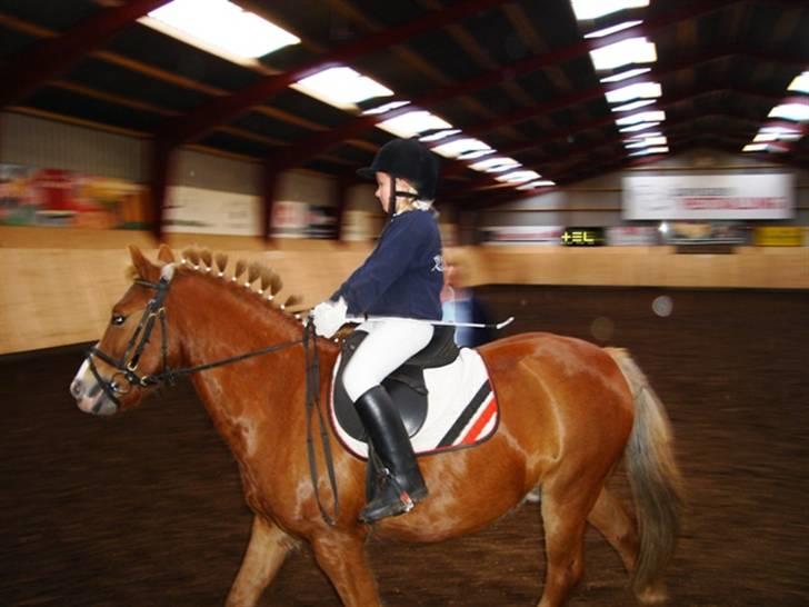 Anden særlig race blis¤slogt¤ - blis<33 billede 11