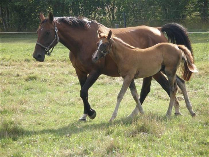 Dansk Varmblod Lobell -Solgt til Camilla - Bell og følle på hyggetur i marken billede 16