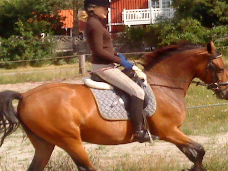 Anden særlig race Dücell - Træning hjemme. billede 15