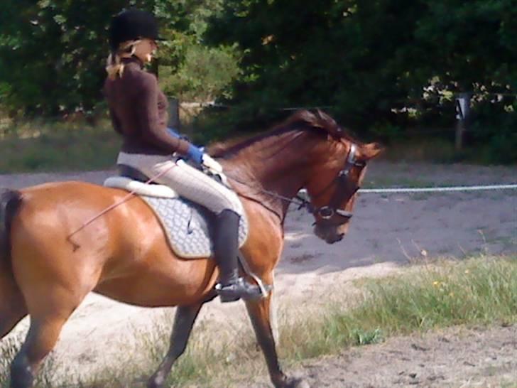 Anden særlig race Dücell - Træning. billede 16