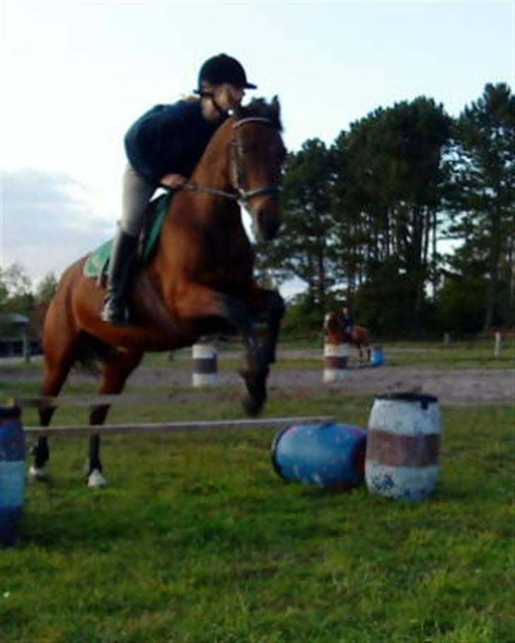 Anden særlig race Dücell - Springer okser ca. 70cm. billede 17