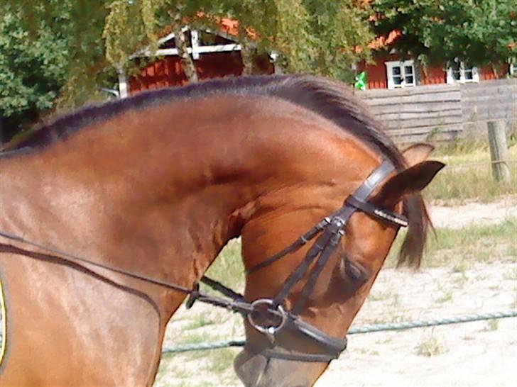 Anden særlig race Dücell - Elsker dig<3 billede 18