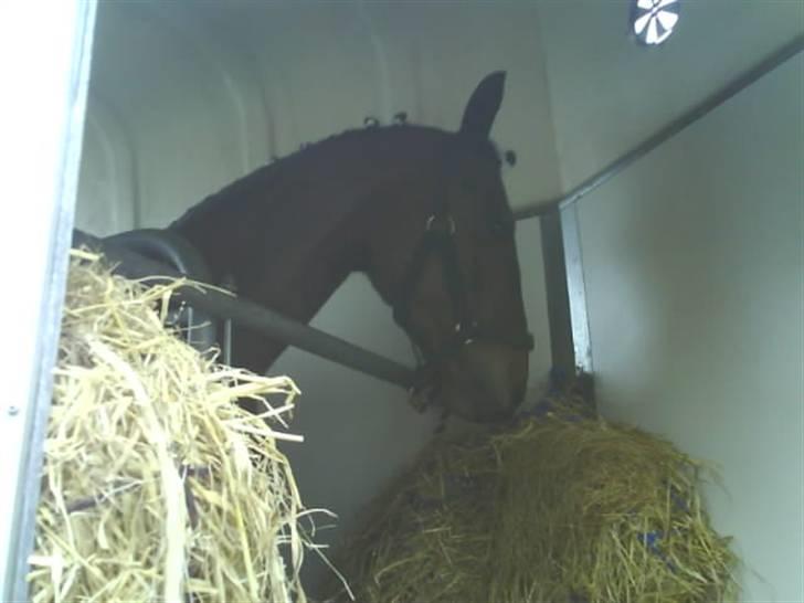 Anden særlig race Dücell - Stævne-klar i traileren. billede 19