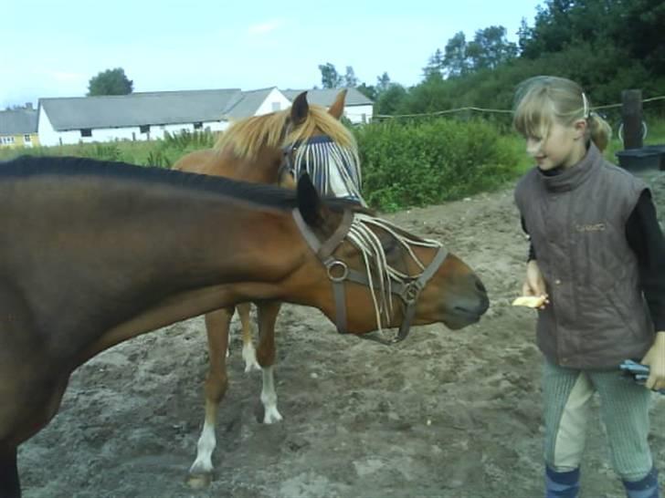 Anden særlig race Dücell - "Kom nu med den, Camilla" billede 20