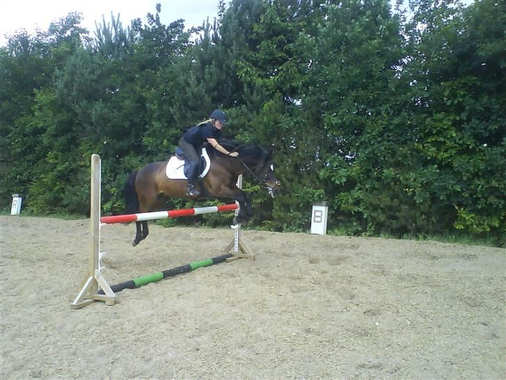 Connemara Bobby Af Boest-Nørregaard - Lille spring ,b <3 billede 1